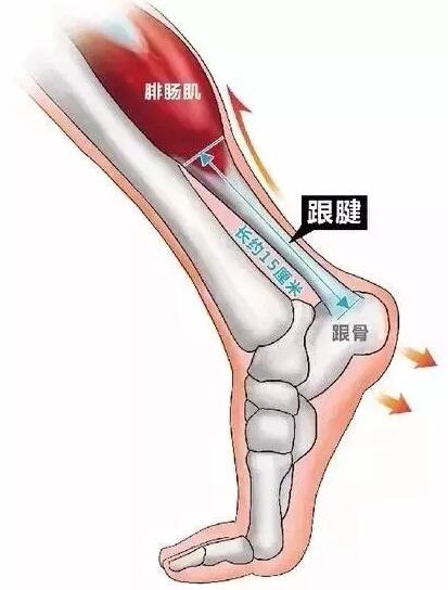 kaiyun管理-为什么足球运动员最怕跟腱断裂？20%顶级球员无法恢复到伤前水平